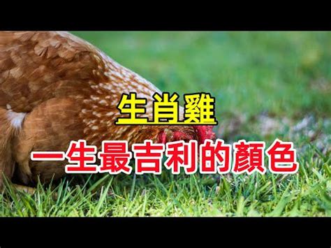 屬雞顏色|【雞的幸運色】屬雞幸運色讓你運勢飛！不可不知的吉祥色與禁忌。